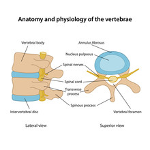 Anatomy And Physiology Of The Vertebrae. Human Vertebrae In Superior And Lateral Views With Main Parts Labeled. Vector Illustration