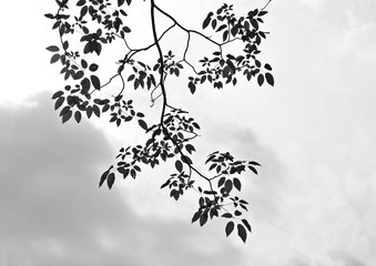 beautiful tree branch - monochrome