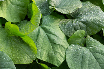 Wall Mural - Droplets of water on the leaves