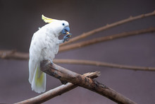 White Cockatoo Sitting On A Branch