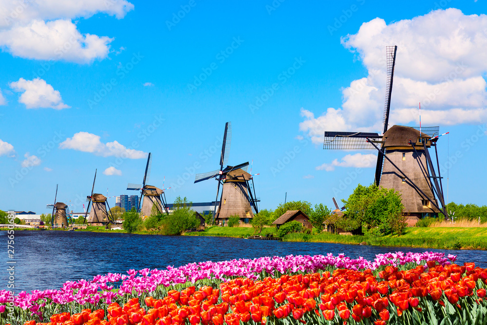 Colorful spring landscape in Netherlands, Europe. Famous windmills in Kinderdijk village with a tulips flowers flowerbed in Holland. Famous tourist attraction in Holland - obrazy, fototapety, plakaty 