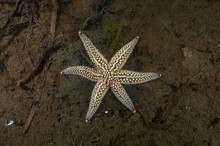 Genetical Mutation, Starfish (Distolasterias Nipon) With Six-rays Instead Of A Five-rays, Sea Of Japan, Primorsky Krai, Russian Federation