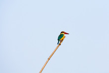 Closeup Of A Medium Sized Colorful Solitary Kingfisher (Alcedo Atthis) Sitting On A Bamboo Waiting To Catch A Fish Against Clear Sky. Bharatpur Bird Sanctuary (Keoladeo National Park) Rajasthan India.