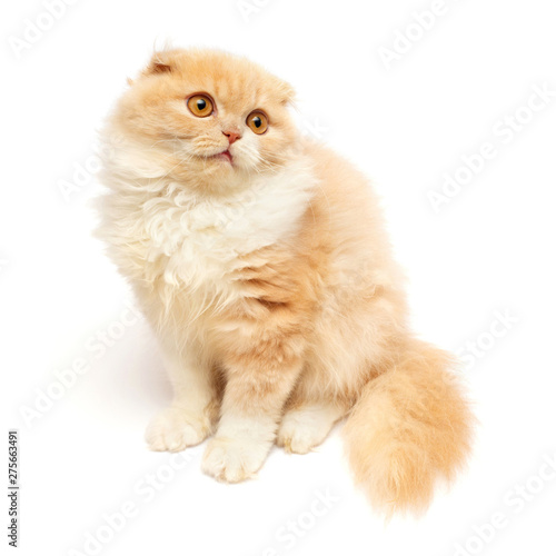Beautiful Red Haired Kitten Posing Sitting Isolated On White