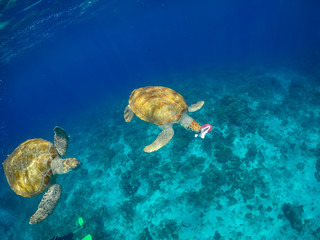    Swimming with Turtles Views around the small Caribbean Island of Curacao