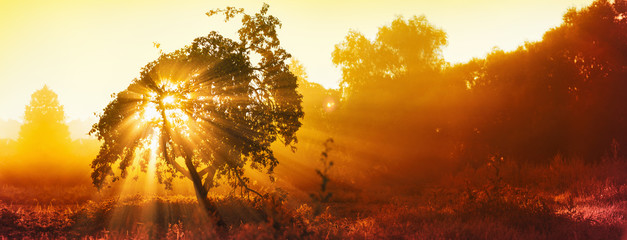 Magical Tree With Sun Rays In The Morning. Colorful Landscape With Foggy Forest, Gold Sunlight. Enchanted Tree. Summer Sunny