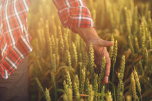 Farmer Is Touching Wheat Crop Ears In A Field