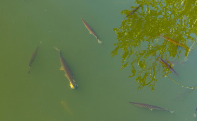 Wall Mural - Everglades National Park, Florida, USA, America