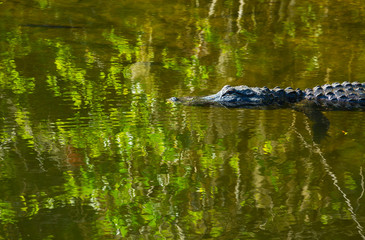 Wall Mural - American Alligator, Everglades National Park, Florida, USA, America