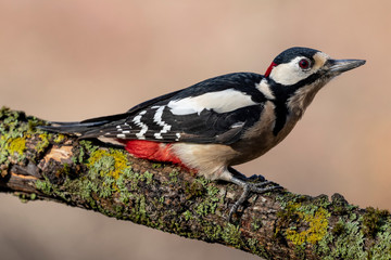 great spotted male woodpecker (dendrocopos major) on a loggreat spotted woodpecker (dendrocopos majo