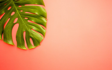 Summer tropical leaves on a pink color background