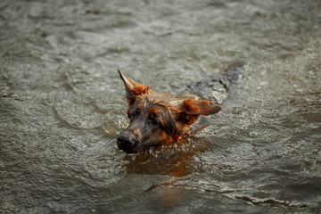 Wall Mural - German shepherd dog swimming in the river 