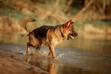 Wall Mural - German shepherd dog swimming in the river 