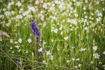 Schöne, blaue Blüte