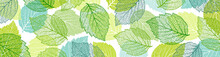 Background With Blue And Green Leaves. Nature Banner. Frame With Plants. Template 