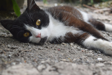 Sticker - Cute Black Kitten Sleeping On The Street