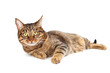 © olga demchishina - Tabby cat with yellow eyes