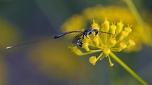 Gasteruption Jaculator Is A Parasitic Wasp Species Belonging To The Family Gasteruptiidae Subfamily Gasteruptiinae, Greece