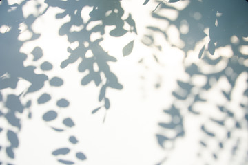 Abstract gray shadow background of natural leaves on white texture for background