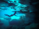 Fototapeta Do akwarium - Underwater Views around the Caribbean island of Curacao