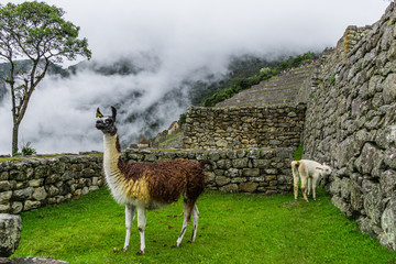 Two llamas in Machu Picchu in the morning