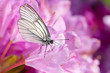 butterfly flying and collecting nectar from the blooming pink rhododendron flowers. 
