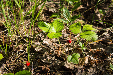 Picking ripe strawberries in a pine forest on a clear summer day