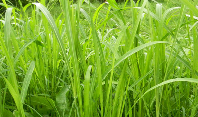 grass green long close-up illuminated by bright sunlight background eco pattern