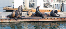 Sea Lions And Seals Resting On A Pier At Fisherman Village, Marina Del Rey, California