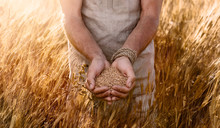 Close Up Of Farmer's Hands Holding Organic Einkorn Wheat Seed On The Field At The Sunset 