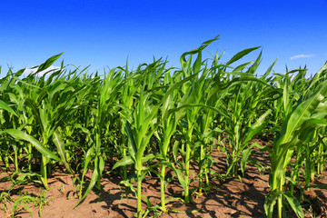 Green field with young corn