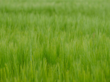Green Grain Field Close Up