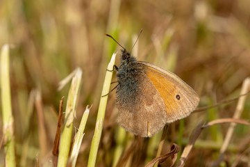 Wall Mural - The small heath (Coenonympha pamphilus) - small butterfly on meadow