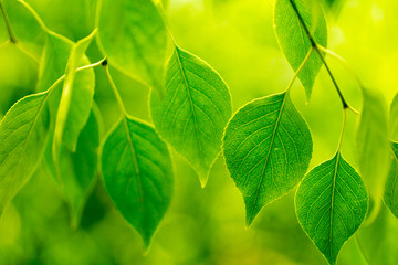 Wall Mural - green leaves on green bokeh background, a leafy shade