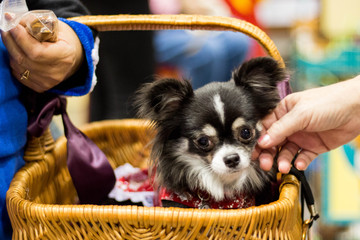 Sticker - portrait of a dog Chihuahua in a basket 