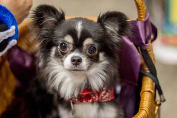 Sticker - portrait of a dog Chihuahua in a basket 