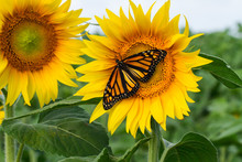 Monarch Butterfly And Sunflowers