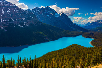 Wall Mural - Peyto Lake