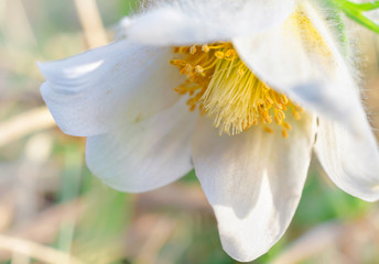 macro photo of a wild white flower that grows in Siberia in the spring