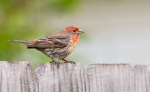 Male House Finch On A Wooden Fence Green Background.