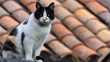 Angry cat with unhappy expression standing on the roof of old house with space for your text or logo. Cat on a shed roof with copy space. Animals background.
