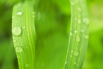 Wall Mural - Natural background of a green plant with drops after rain