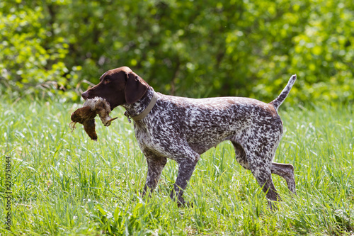 German Shorthaired Pointer Carries A Woodcock Buy This Stock