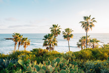 Cactus And Palm Trees At Heisler Park, In Laguna Beach, Orange County, California
