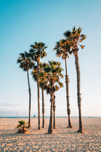 Palm Trees On The Beach In Santa Monica, Los Angeles, California
