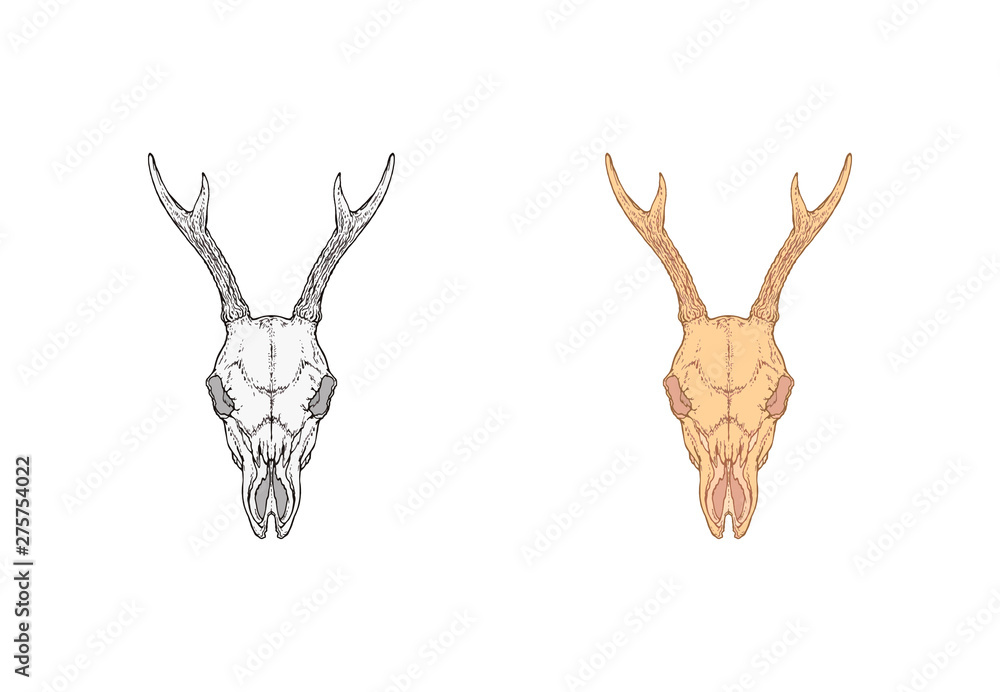 Vector illustration with hand drawn roe deer skull. Two variants ...