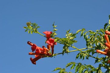 Wall Mural - Campsis Tecoma radicans flower also known as trumpet vine trumpet creeper cow itch or hummingbird vine