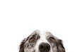 Leinwandbild Motiv Close-up  blue merle border collie dog eyes. Isolated on white background.