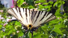 Close Up Video Of A Zebra Swallowtail Butterfly Collecting Nectar From Light Blue Lantana Camara Flowers. Shot At 120 Fps.