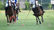 Horse polo player use a mallet hit ball, battle in horse polo sport.